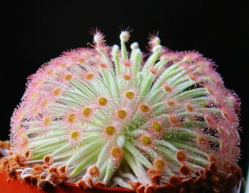 Drosera derbyensis 10 semi - derbyensis,