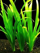 PIANTA FACILE 3 PIANTE ACQUARIO VALLISNERIA GIGANTEA EASY LIVE AQUARIUM PLANT !
