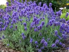 200+ Vera Lavender Seeds