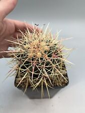 Echinocactus Grusoni ( Cactus Sole) San Juan capistrano.Spina Gialla E Rossa 11