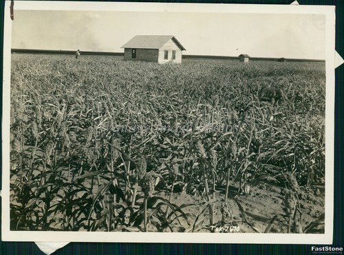 Foto 5x7 sorgo - 5x7, grano