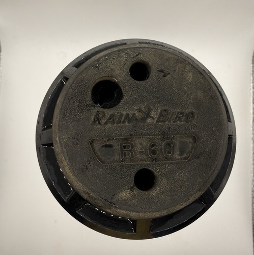 Raro rain bird mai - raro,