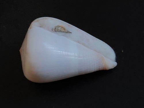 Conchiglia shell conus - shell,
