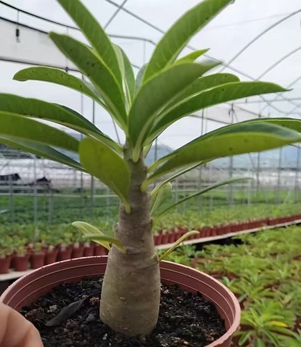 Dia 2cm pachypodium decaryi - 2cm,