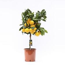 Mandarino Satsuma 80 cm - Citrus unshiu - Albero di Satsuma - Agrumi 