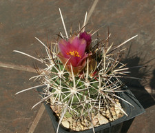 Sclerocactus cloveriae