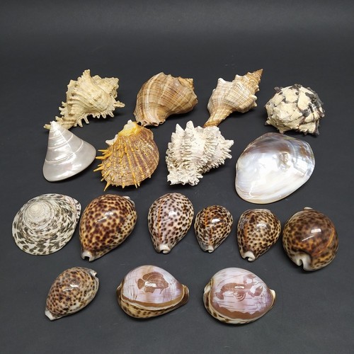Lotto conchiglie marine - di,