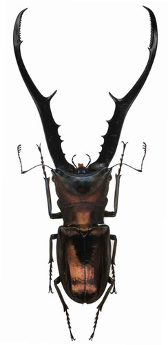 Cyclommatus metallifer cervo - metallifer,