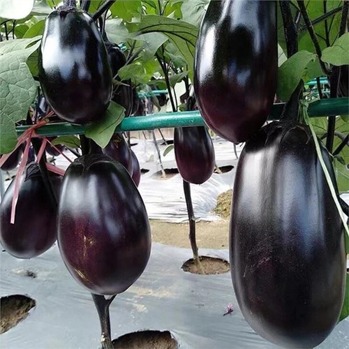 Semi melanzana gigante - 25,