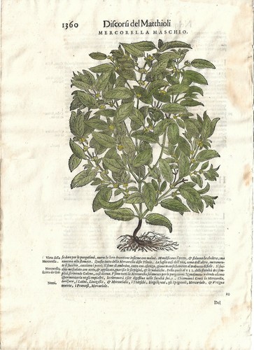 Stampa antica mattioli - antica,