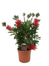 Callistemone "Callistemon leavis" pianta in vaso ø19 cm 