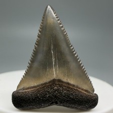 Dente di squalo seghettato