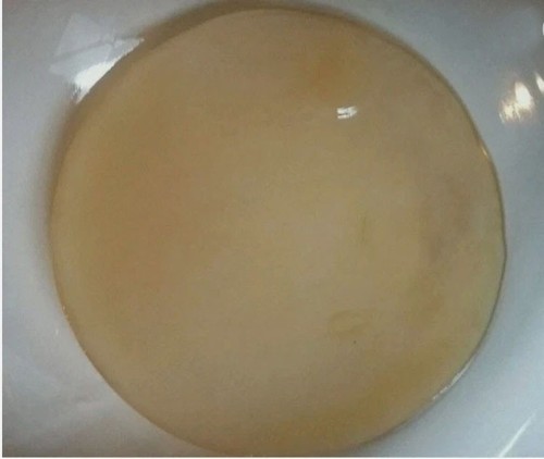 Live kombucha fresco scoby - live,