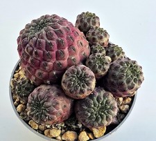 Sulcorebutia rauschii