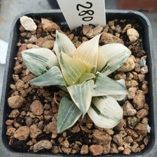 Haworthia   Frozen Mirror Variegated??