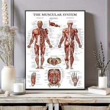 Sistema muscolare anatomia - il,