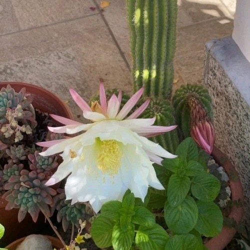 Tri cereus schickendantzii - tri.cereus,