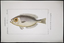 1831,PRETRE ORIGINALE ENGR. BELLISSIMO ANTICO VETRO ACQUERELLO PESCI OBESI XK9