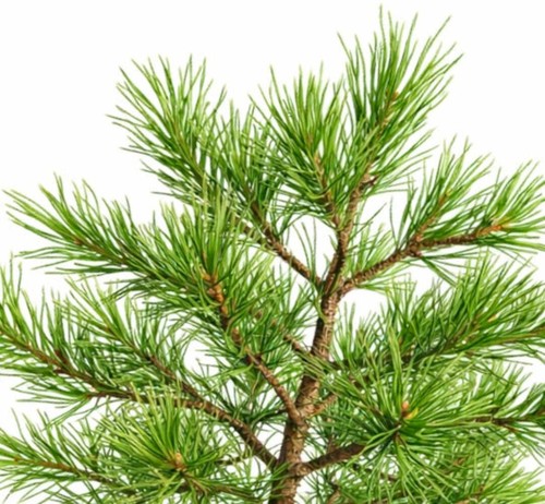 Pinus pinaster aberdoniae - pinus,