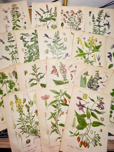 Set illustrazioni - set, 3