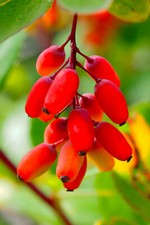 Pianta di Bacche di Goji