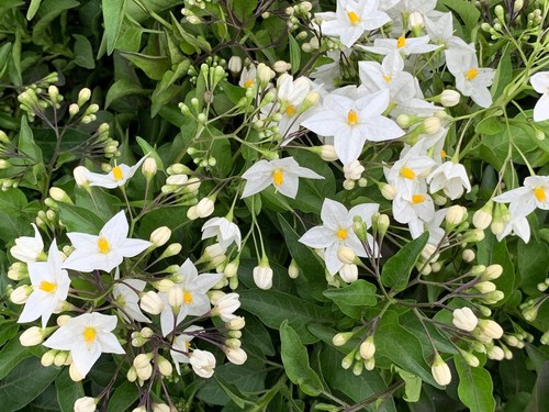 Solanum jasminoides gelsomino - solanum,