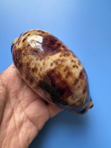 121mm cypraea testudinaria - |,