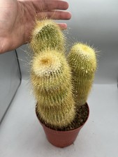 Notocactus parodia - notocactus,