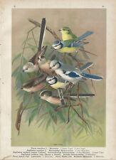 Stampa antica UCCELLI