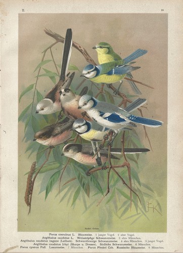 Stampa antica uccelli - antica,