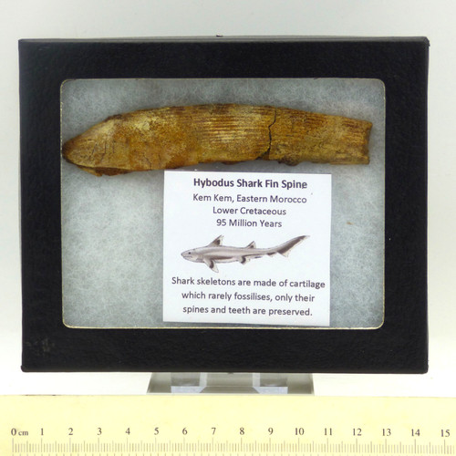 Fossil shark fin - shark,