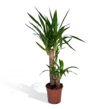 Yucca elephantipes - pianta da