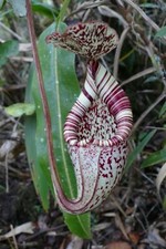 GT 114XZ Nepenthes nel Borneo