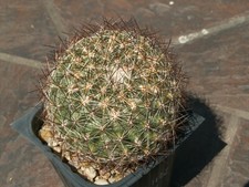 Pediocactus simpsonii SN 1122