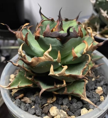 Rara pianta cactus - pianta, agave