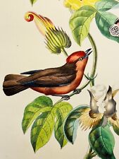 Antico acquerello incisione