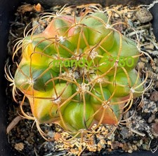 Rara Pianta Succulenta Discocactus ferricola coltivazione di semi variegati 3-4CM