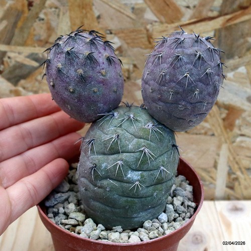Tephrocactus geometricus rosso