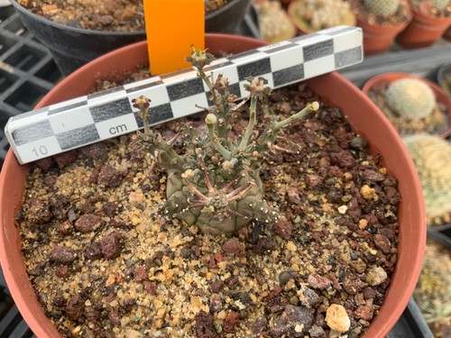 465 euphorbia decepta wysiwyg - decepta,