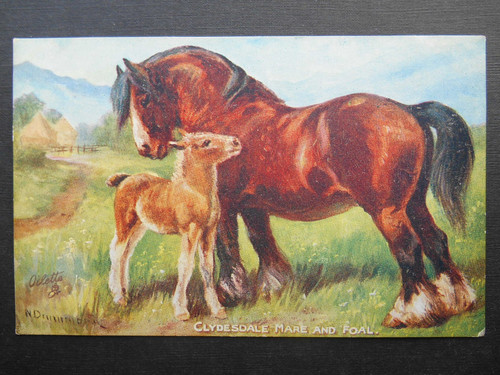 Norah drummond clydesdale - norah,