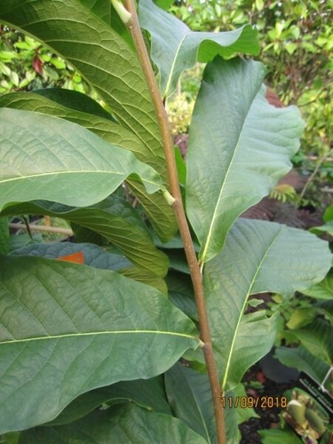 Asimina triloba kentucky - triloba,