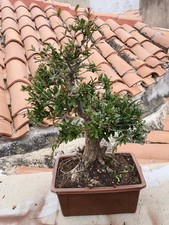 bonsai melograno