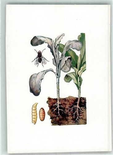 39806778 mosca del cavolo - mosca,