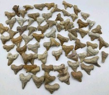 250 denti di squalo obliqui