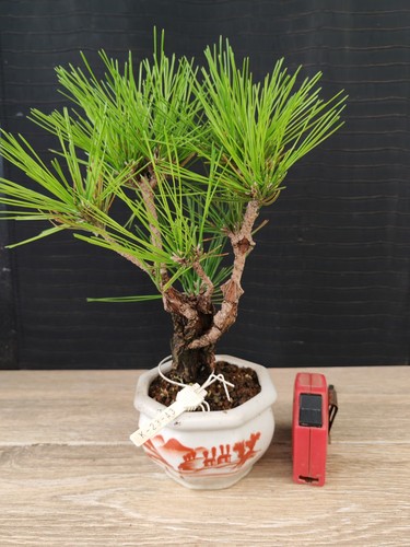 Bonsai pino nero corticosa - di,