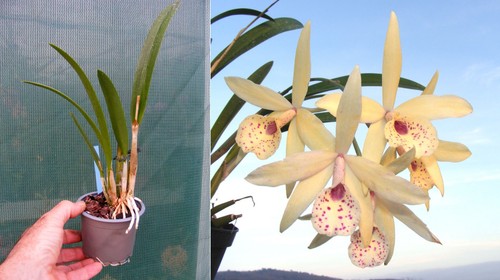 Cattleya petite stars - (rlc),