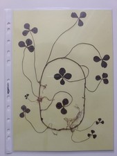 QUADRIFOGLIO VERO - Pianta