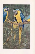 Pettora giallo Ara ararauna