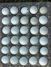 18 uova di quaglia blu Celadon