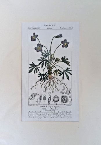 Stampa antica botanica viola - botanica,